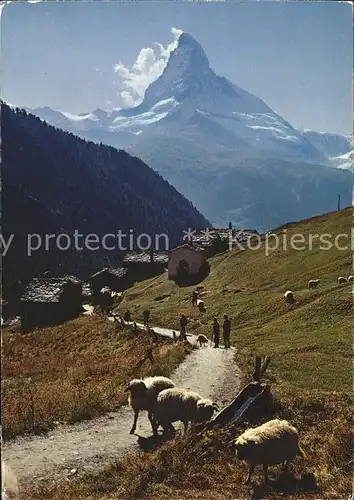 Findelen VS mit Matterhorn Schafe Kat. Findeln Findelen