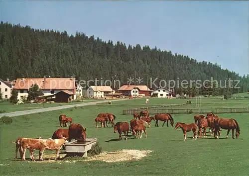 Franches Montagnes Au paturage Kat. La Chaux de Fonds