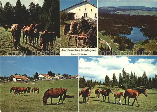 Franches Montagnes Jura Pferde Kat. La Chaux de Fonds