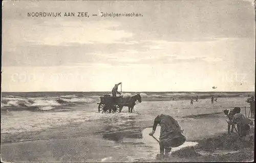 Noordwijk aan Zee  Schelpenviesschen Kat. Noordwijk