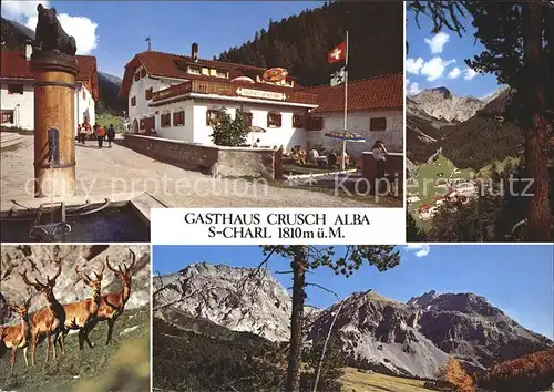 S-charl Gasthaus Crusch Alba Rotwild Felsmassiv / Scuol /Bz. Inn