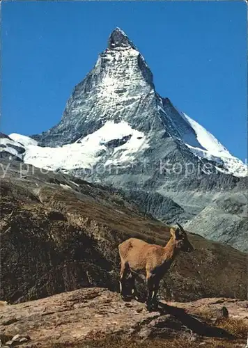 Zermatt VS mit Matterhorn und Steinbock Kat. Zermatt