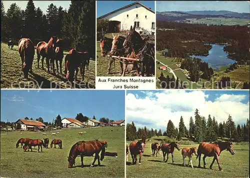 Jura Aux Franches Montagnes Pferde Kat. Bern