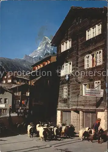 Zermatt VS Kirchplatz mit Geissen und Matterhorn Kat. Zermatt