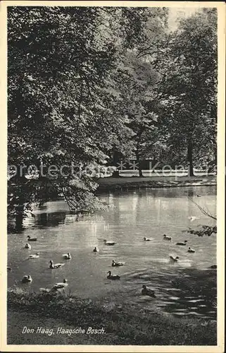 Den Haag Haagsche Bosch Enten Kat. s Gravenhage