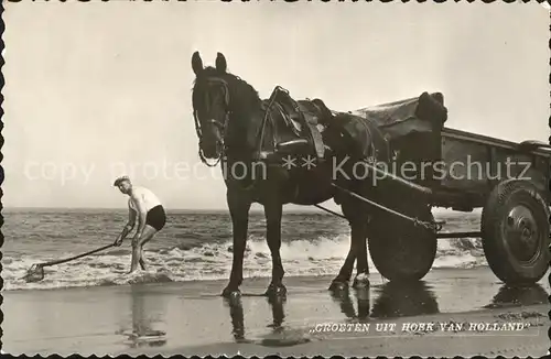 Hoek van Holland Pferdekutsche