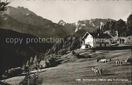 Partnachalm gegen Dreitorspitze Viehweide Kuehe Kat. Garmisch Partenkirchen