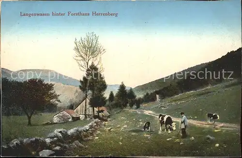 Langenwasen hinter Forsthaus Herrenberg Bauernhof Kuehe