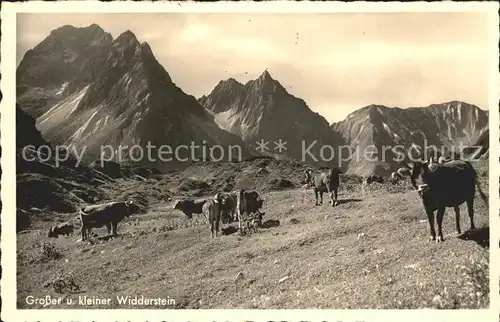 Widderstein Oesterreich Grosser Kleiner Widderstein Kuehe Kat. Oesterreich