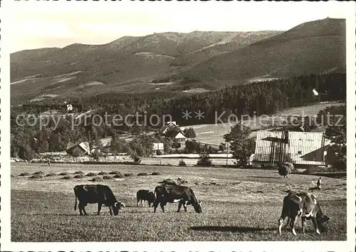 Schreiberhau Niederschlesien Kuehe auf der Wiese Weissbachtal Kat. 