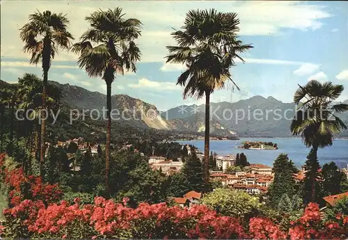 Stresa Lago Maggiore Panorama Isola Bella Palmen