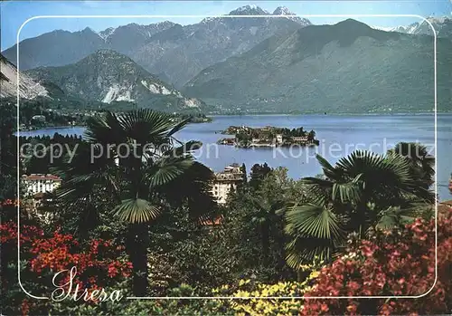 Stresa Lago Maggiore Panorama Insel Alpen Palmen