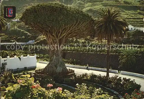 Icod de los Vinos Drago Milenario Kat. Tenerife Islas Canarias Spanien