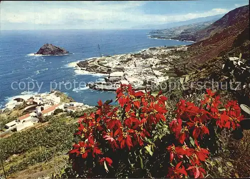 Garachico Costa Flores de Pascua Kueste Weihnachtsrosen Kat. Santa Cruz de Tenerife