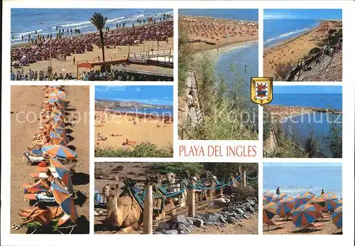 Playa del Ingles Gran Canaria Strand Kamele Kat. San Bartolome de Tirajana