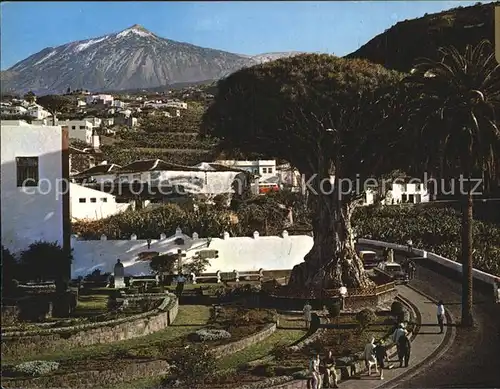 Icod de los Vinos El Drago Milenario Kat. Tenerife Islas Canarias Spanien