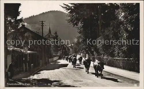 Friedrichroda Papenstrasse mit Kuehen Kat. Friedrichroda