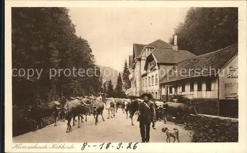 Friedrichroda Heimziehende Kuhherde  Kat. Friedrichroda