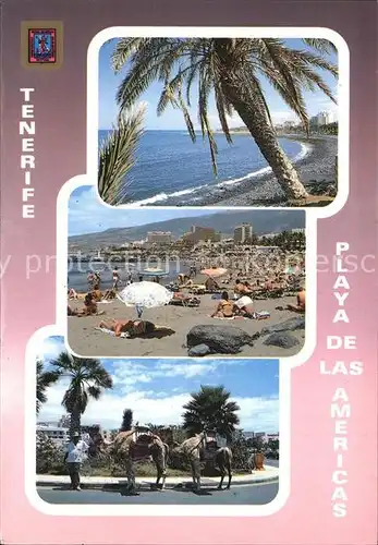 Playa de las Americas Strand Kamelreiten Kat. Arona Tenerife Islas Canarias