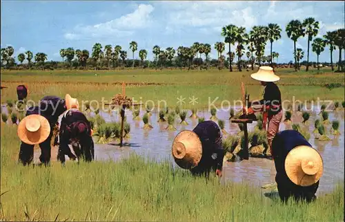 Thailand Cultivation of the Rice Kat. Thailand