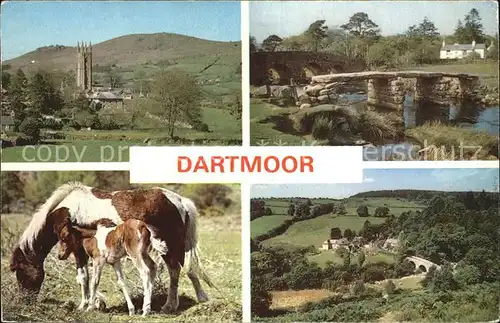 Dartmoor Pony Bruecke  Kat. Newark and Sherwood