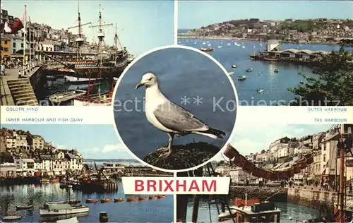 Brixham Golden Hind Harbour Hafen Moewe Kat. United Kingdom