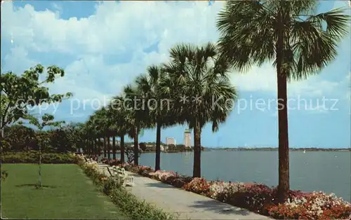 Jacksonville Florida Palms line the shores of St Johns River Kat. Jacksonville