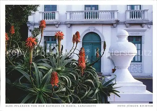 Haria Aloe Pflanzen vor dem Rathaus Kat. Lanzarote Kanarische Inseln