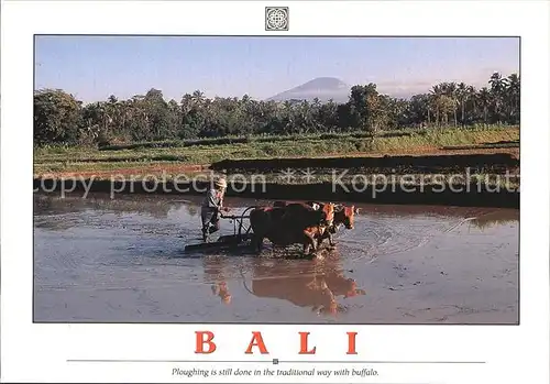 Bali Indonesien Ploughing is still done in the traditional way with buffalo Kat. Bali