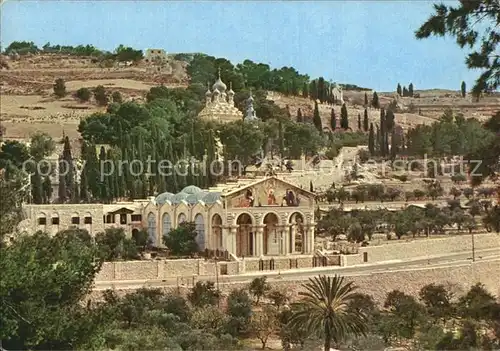 Jerusalem Yerushalayim Old City Basilica and Gardens of Gethsemane Kat. Israel