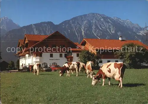 Pinswang Tirol Gasthof Schlurenhof Kuehe Alpen Kat. Pinswang