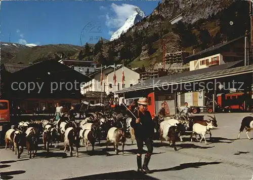 Zermatt VS Matterhorn Auszug Ziegen zur Weide Kat. Zermatt