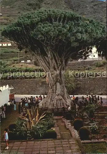 Tenerife Drago Baum Kat. Islas Canarias Spanien