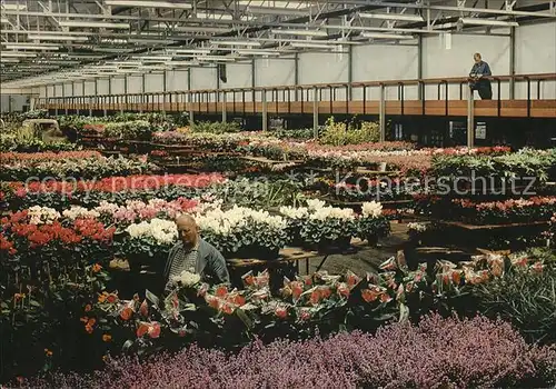 Aalsmeer Centrale Aalsmeerse Veiling Potplantenzalen Topfpflanzen Kat. Aalsmeer