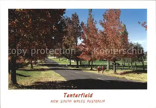 Tenterfield Liquid ambers at autumn time Mount Lindsay Road