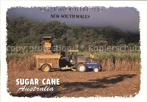 Chatsworth Island Sugar Industry Harvest of sweet sugar cane