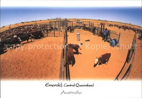 Emerald Queensland Working cattle in the yards Kat. Emerald