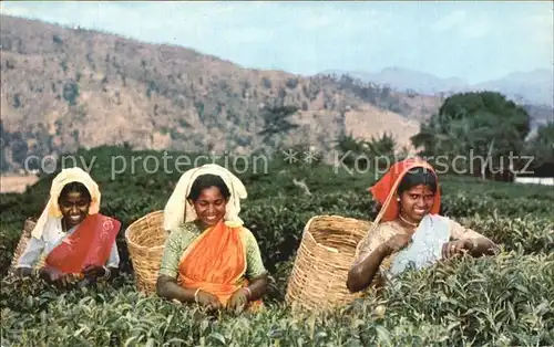 Ceylon Sri Lanka Tea Pluckers Up Country