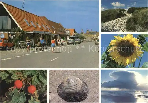 Henne Strand Dorfmotiv Duenen Sonnenblume Muschel Meer Kat. Daenemark