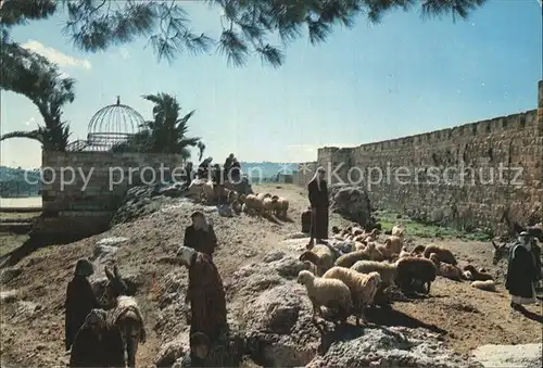 Jerusalem Yerushalayim Cattle Market Kat. Israel