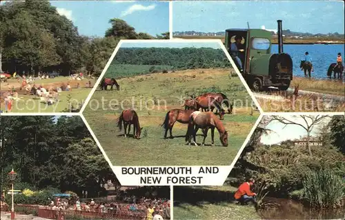 Brockenhurst Bournemouth New Forest Ponies  Kat. New Forest