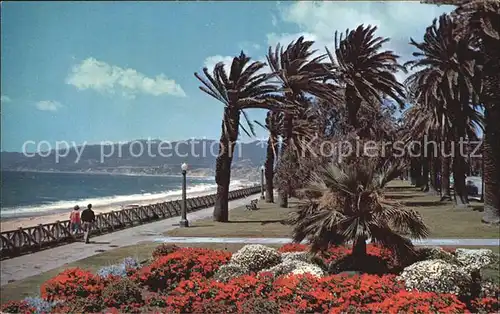 Santa Monica Gorgeous geranium bed Palisades Park Kat. Santa Monica