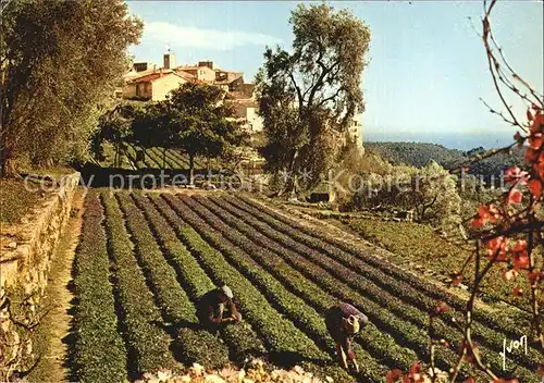 Tourette sur Loup La cueillette des violettes