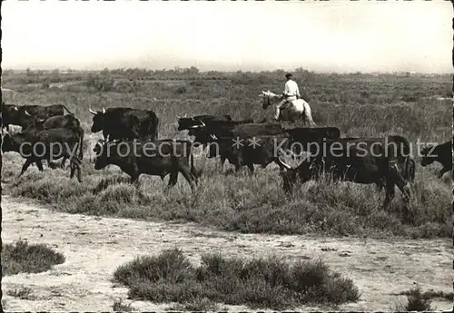 Saintes Maries de la Mer La Camargue Kuh Herde