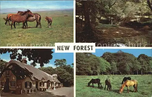 New Forest Ponies Highland Water Cat and Fiddle Inn  Kat. New Forest