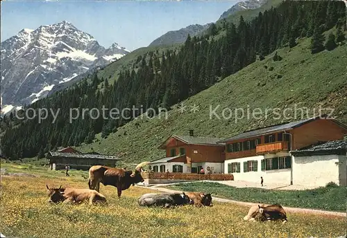 Neustift Stubaital Tirol Pinnisalm Viehweide Kuehe gegen Habicht Stubaier Alpen Kat. Neustift im Stubaital