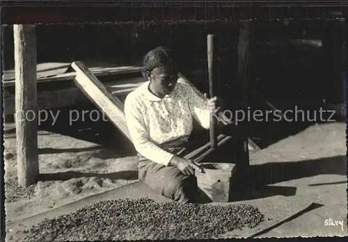 Tananarive Madagascar Kaffeeernte Kat. Madagaskar