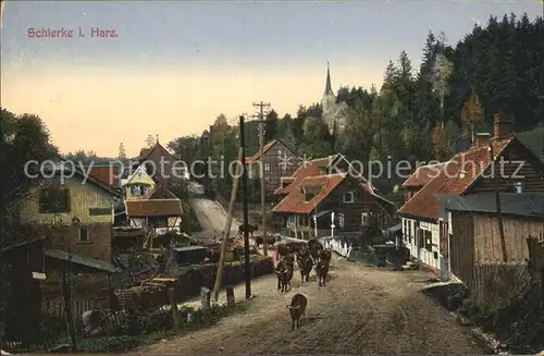 Schierke Harz Kuhherde Kat. Schierke Brocken