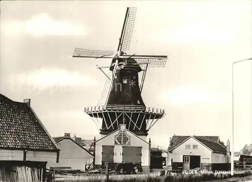 Leiden Windmuehle Kat. Leiden