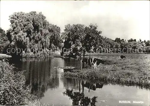 Bussum Mouwtje Kat. Niederlande